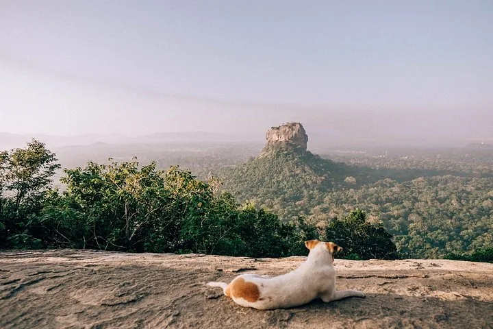 Weiß-brauner Hund liegt auf einem Felsen mit Blick auf den Sigiriya-Felsen