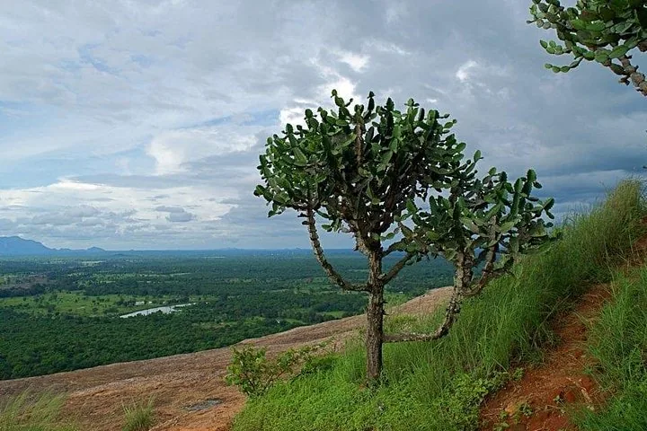 Cactus-like tree growing on a rocky slope with landscape view